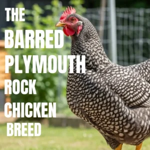 Barred Plymouth Rock chicken standing outdoors, showing black-and-white barred feathers and red comb, with overlaid text reading ‘The Barred Plymouth Rock Chicken Breed.'