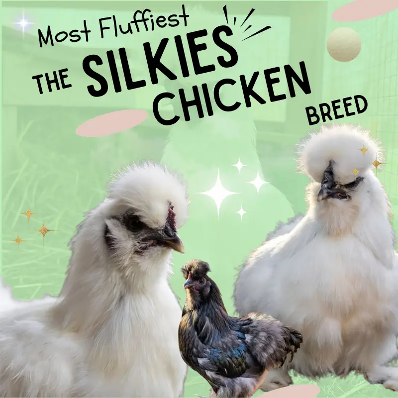 Fluffy Silkie chickens with white and black plumage, showcasing the most fluffiest chicken breed known for its soft feathers, friendly temperament, and unique appearance on a green background with sparkles