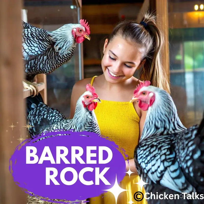 Smiling girl in yellow dress interacting with friendly Barred Rock chickens inside a coop – ideal backyard poultry breed – ©ChickenTalks