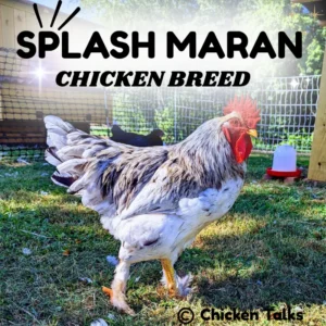 Splash Maran chicken breed standing in a sunlit backyard coop, showcasing its distinctive white and gray plumage with a red comb, ideal for backyard poultry and egg production.
