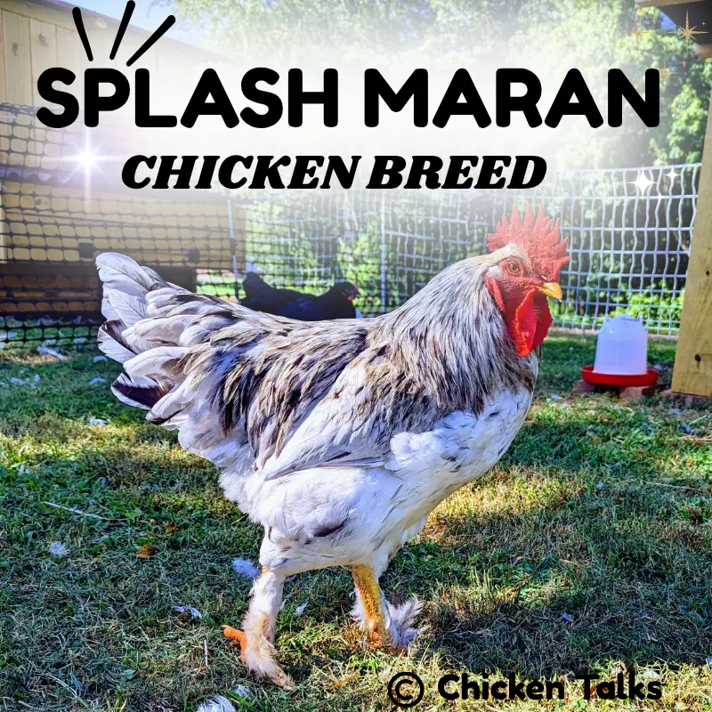Splash Maran chicken breed standing in a sunlit backyard coop, showcasing its distinctive white and gray plumage with a red comb, ideal for backyard poultry and egg production.