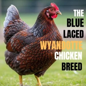 Blue Laced Wyandotte chicken standing on grass with bold text identifying the breed.