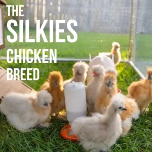 Group of Silkie chickens in a coop with fluffy feathers, showcasing the Silkie chicken breed known for its unique appearance and friendly nature.