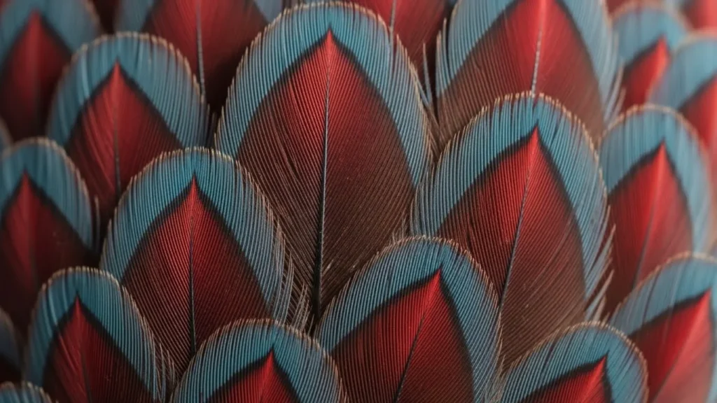 A profile view of a Blue Laced Red Wyandotte chicken, showing its intricate grey feathers edged in copper-red.