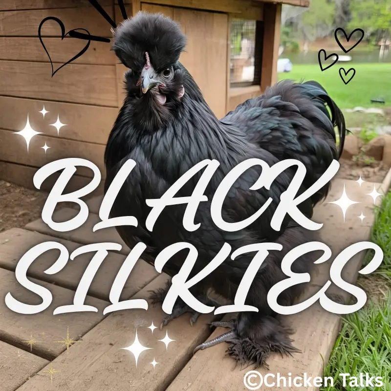 Black Silkie Chicken Guide: Temperament, Care, Eggs, and More – Featuring a beautiful black Silkie chicken with fluffy plumage, unique appearance, and calm demeanor in a backyard coop setting.