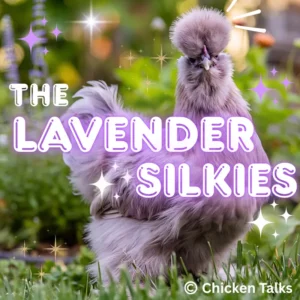 Lavender Silkie chicken with fluffy lavender plumage standing on green grass, highlighted with sparkles and stylized text 'The Lavender Silkies' – ornamental backyard poultry breed known for its unique color and soft feathers.