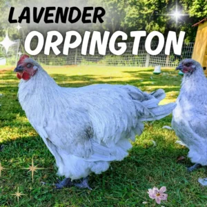 Lavender Orpington hens and roosters in a backyard pasture, ideal for small-scale poultry farming.