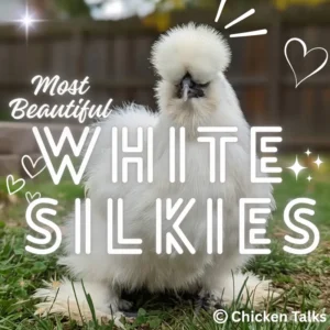 Beautiful white Silkie chicken with fluffy plumage standing on green grass in backyard – Most Beautiful White Silkies text overlay by Chicken Talks
