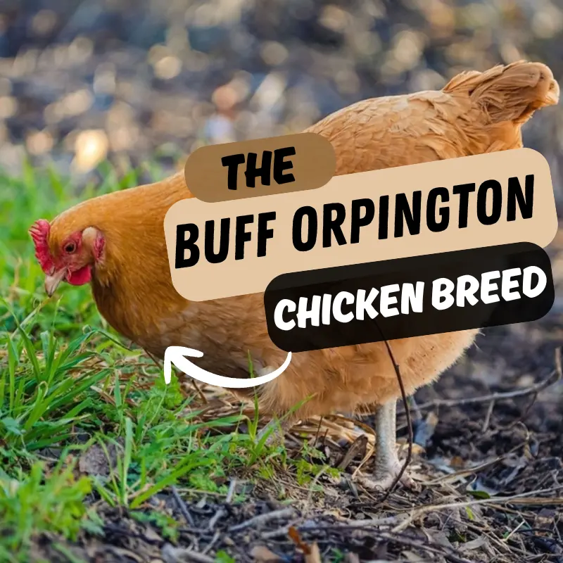 Golden Buff Orpington hen grazing outdoors with bold text overlay.