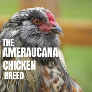 Close-up image of an Ameraucana chicken breed with unique beard and muffs, known for laying blue eggs, cold-hardy traits, friendly temperament, and distinctive pea comb.