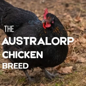 Australorp chicken breed with black feathers standing on farm ground – best backyard egg-laying poultry.