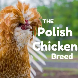 A Polish chicken with distinctive fluffy head feathers standing outdoors, with text overlay that reads 'The Polish Chicken Breed'.