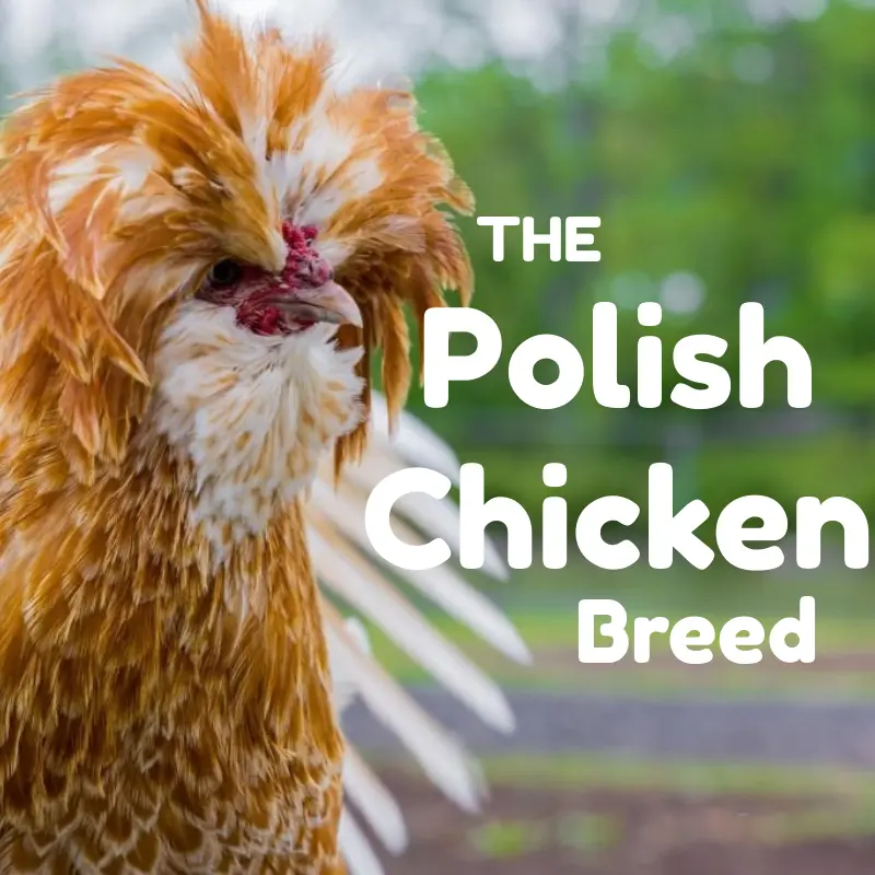 A Polish chicken with distinctive fluffy head feathers standing outdoors, with text overlay that reads 'The Polish Chicken Breed'.