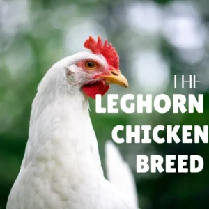 White Leghorn chicken breed with red comb, popular egg-laying poultry bird