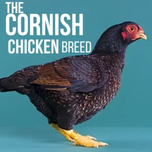 Cornish chicken on a teal background, displaying its dark, textured feathers and yellow feet. White text reads, "The Cornish Chicken Breed."