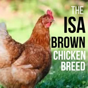 A brown chicken standing on grass with text that reads, "The ISA Brown Chicken Breed.