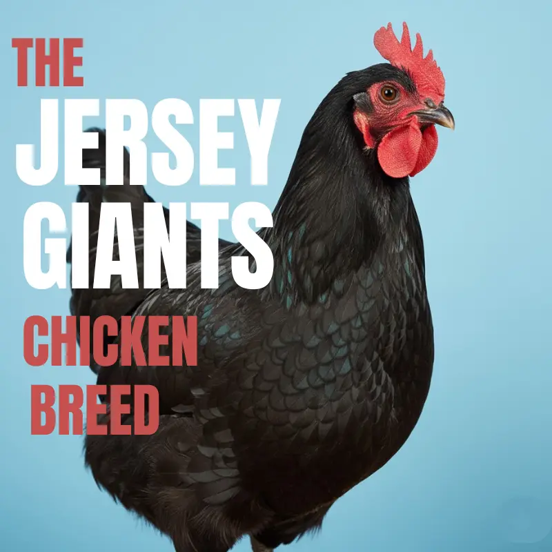 A black chicken with a red comb is shown in front of a blue background. Text reads: "The Jersey Giants Chicken Breed.